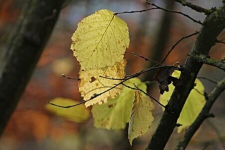 8 Simple Guidelines for Diagnosing Plant Problems Image